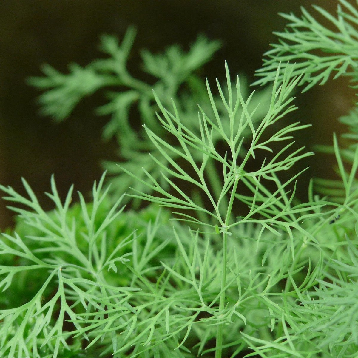 Kopr vonný Compact - Anethum graveolens - prodej semen - 500 ks