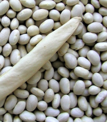 Fazol keříčkový Petronila - Phaseolus vulgaris - prodej semen fazolu - 50 ks