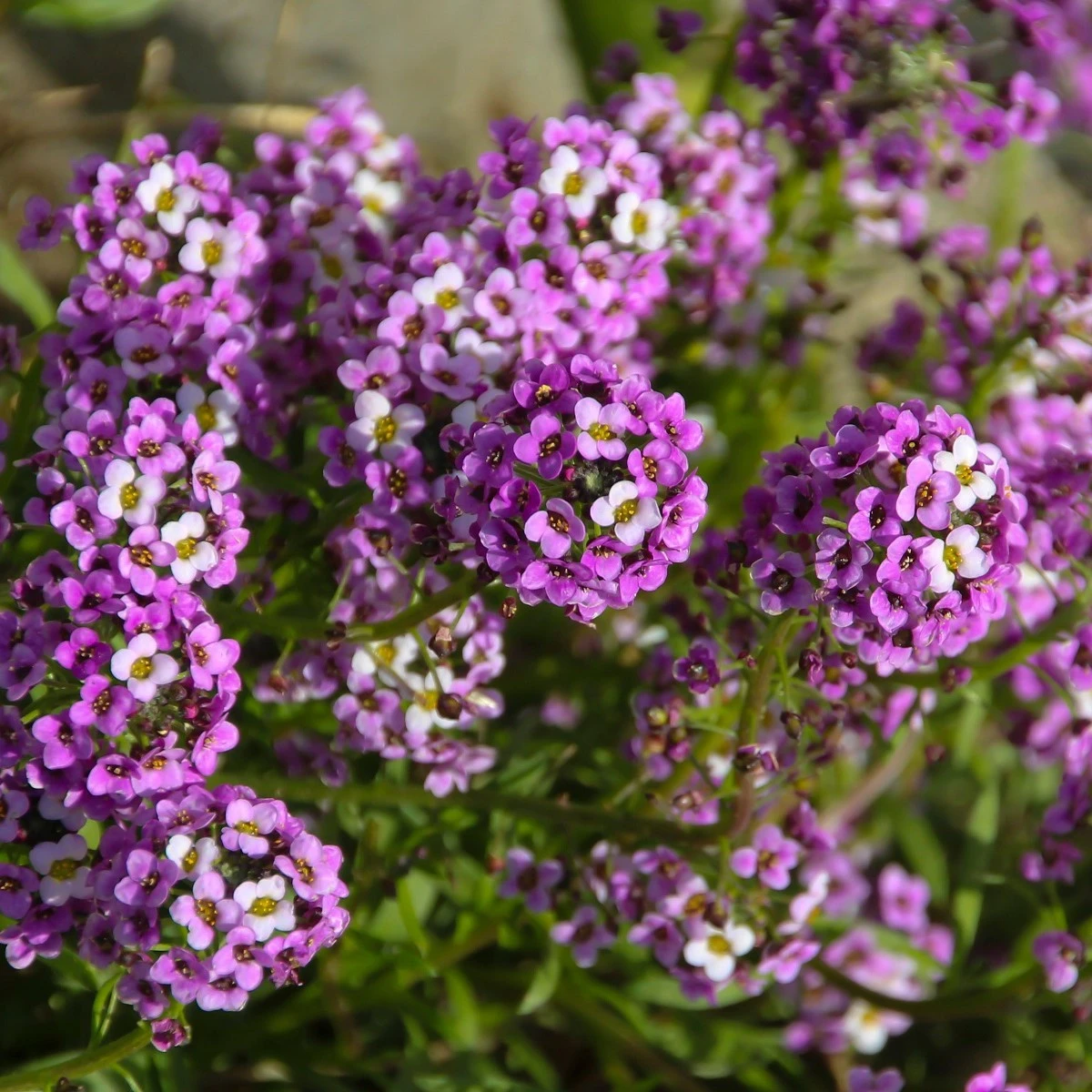 Tařicovka přímořská fialová Královna - Alyssum maritimum - prodej semen - 1 g