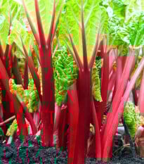 Rebarbora Red Champagne - Rheum rhabarbarum - prodej prostokořenných sazenic - 1 ks
