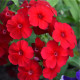 Plaménka červená - Phlox - prodej prostokořenných sazenic - 1 ks