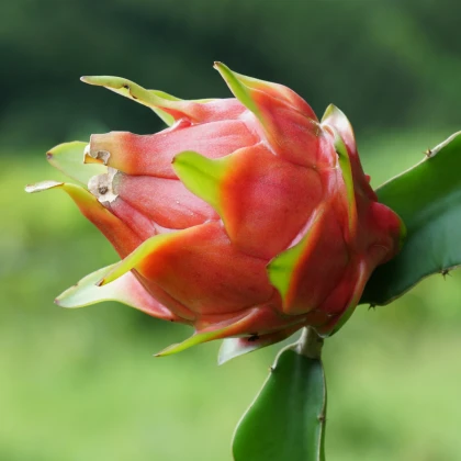 Pithaya - Dračí ovoce - Hylocereus undatus - prodej semen - 4 ks