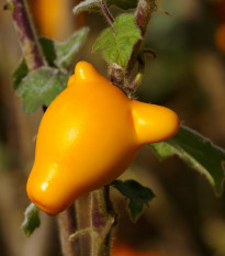 Solanum mammosum - Solanum mammosum - prodej semen - 15 ks