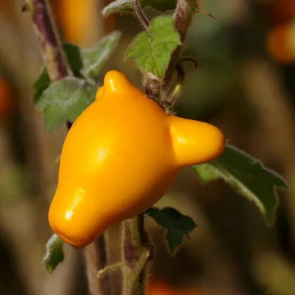 Solanum mammosum - Solanum mammosum - prodej semen - 15 ks