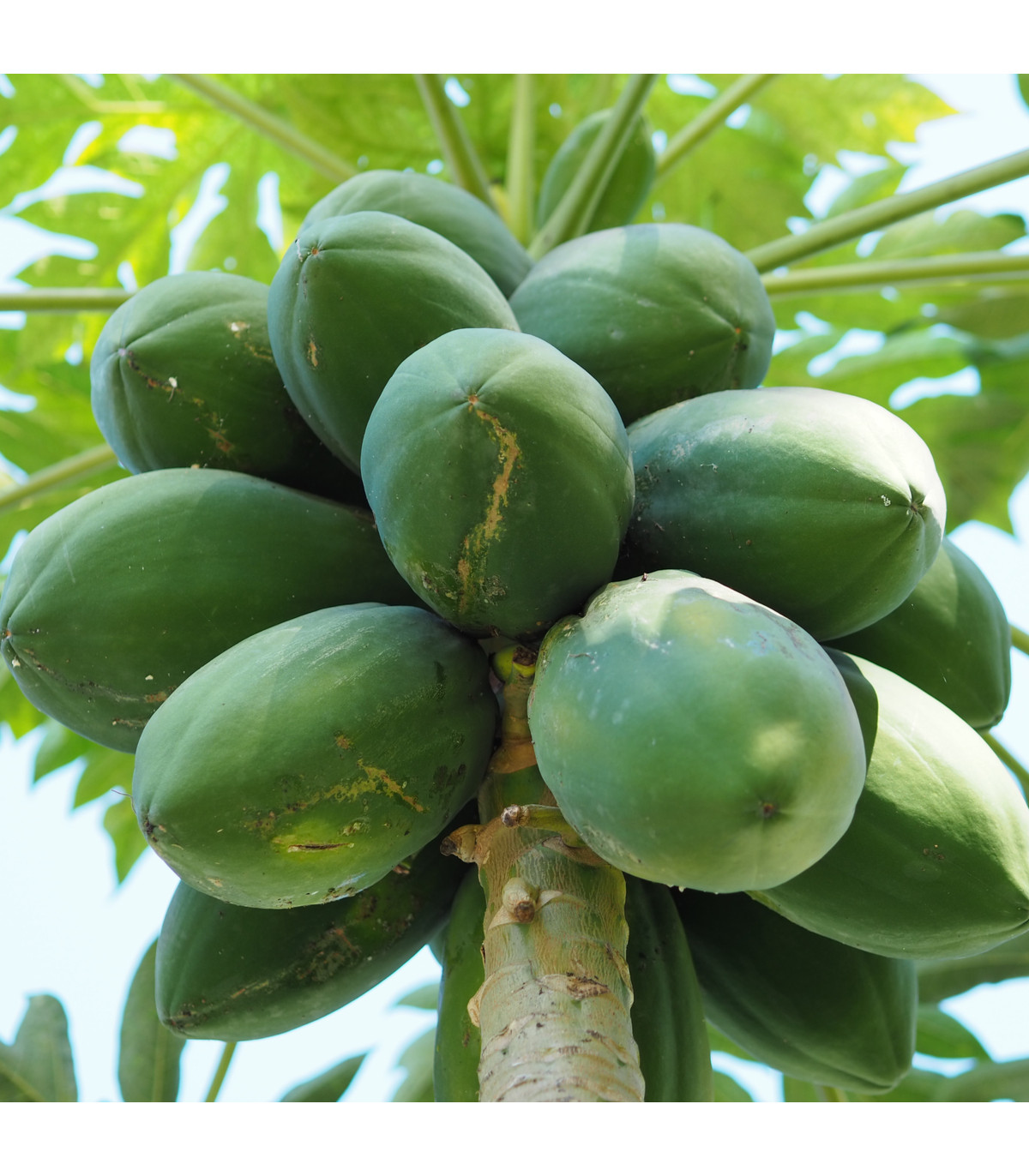 Papája Mamba Nunba - Carica papaya - prodej semen - 4 ks