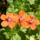 Drchnička rolní - Anagallis arvensis - prodej semen - 20 ks