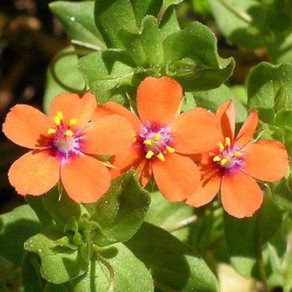 Drchnička rolní - Anagallis arvensis - prodej semen - 20 ks