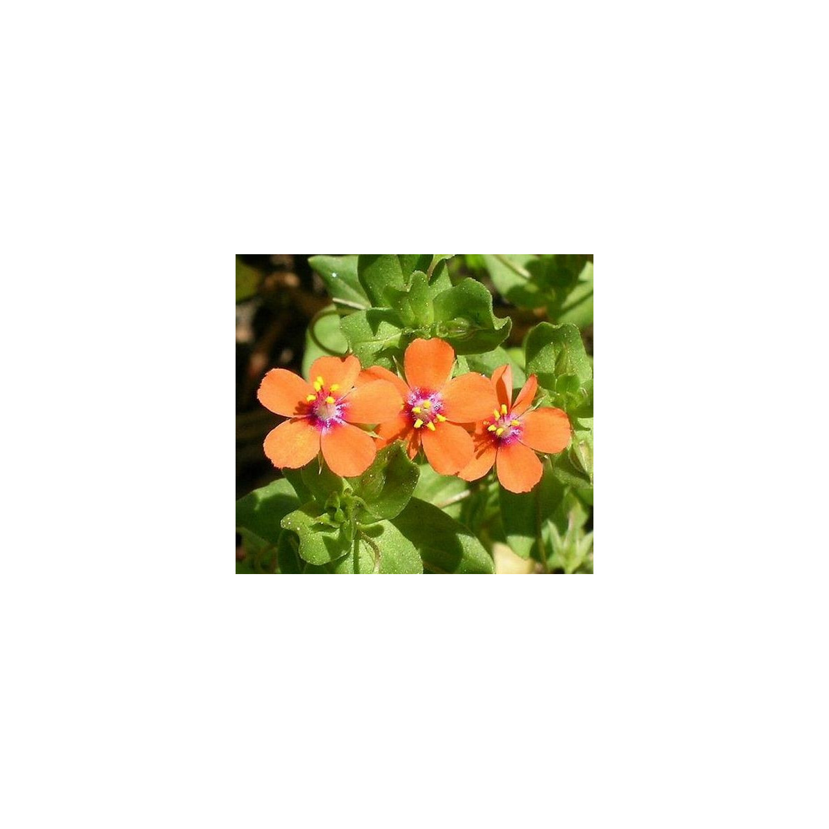 Drchnička rolní - Anagallis arvensis - prodej semen - 20 ks