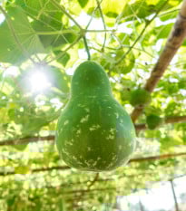Okurka indická Permaroma F1 - Lagenaria siceraria - prodej semen - 6 ks