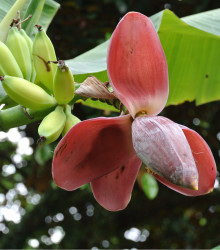 Banánovník Dwarf Cavendish - Musa Acuminata - prodej semen - 5 ks