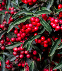 Klikva velkoplodá - Vaccinium macrocarpon - prodej semen - 10 ks