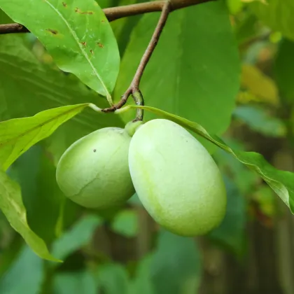Indiánský banán - Paw Paw - Asimina triloba - prodej semen - 4 ks