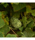 Kiwano - Africký meloun - Cucumis metuliferus - prodej semen - 8 ks