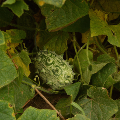 Kiwano - Africký meloun - Cucumis metuliferus - prodej semen - 8 ks