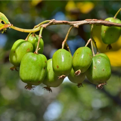 Minikiwi - Actinidia arguta - prodej semen - 5 ks