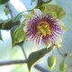 Mučenka pruhovaná sladká - Passiflora ligularis - prodej semen - 4 ks