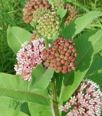 Klejicha hedvábná - Asclepias syriaca - prodej semen - 20 ks