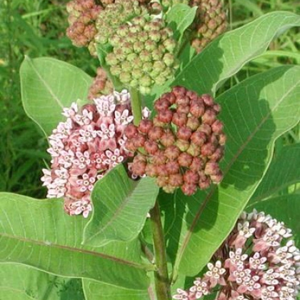 Klejicha hedvábná - Asclepias syriaca - prodej semen - 20 ks