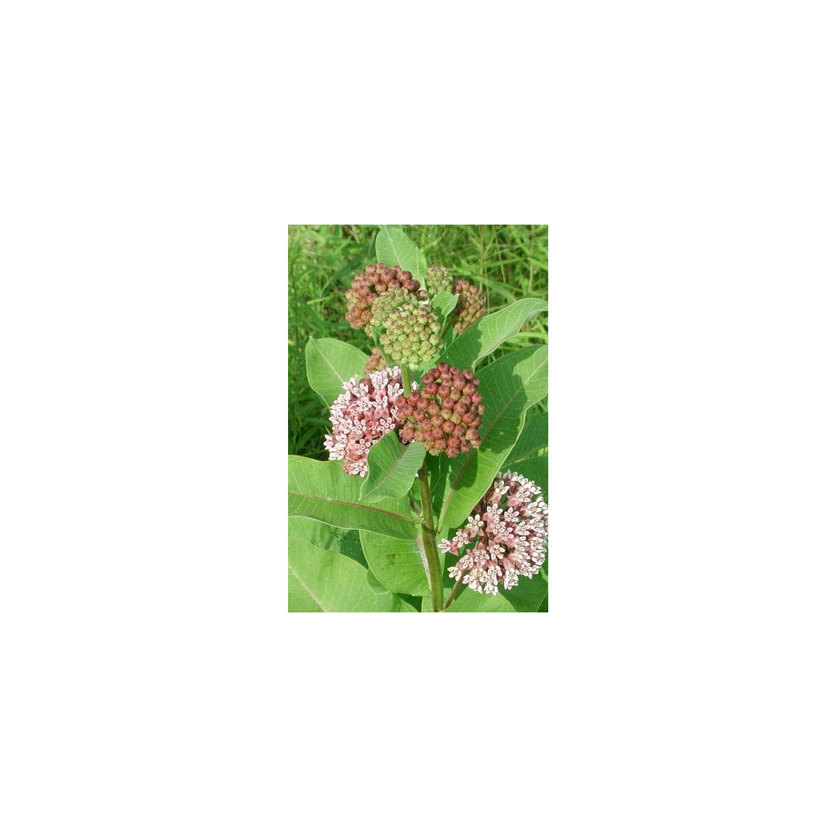 Klejicha hedvábná - Asclepias syriaca - prodej semen - 20 ks