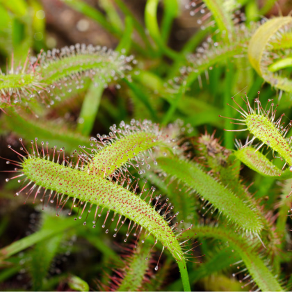 Rosnatka kapská obrovská - Drosera capensis giant - prodej semen - 15 ks