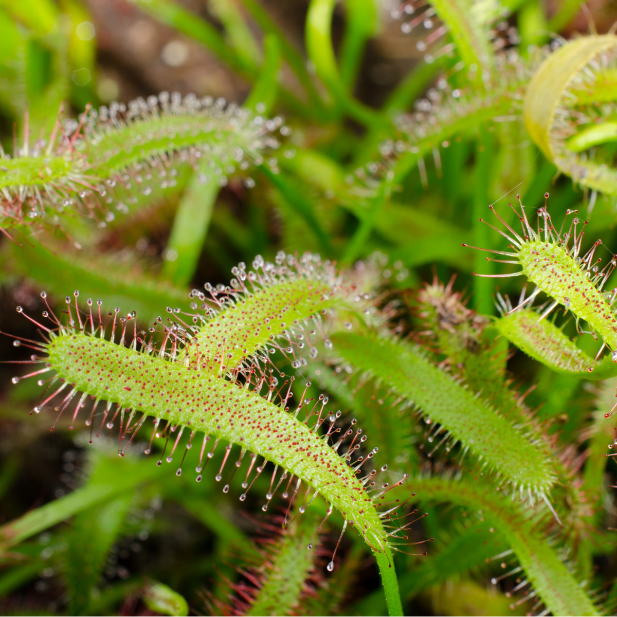Rosnatka kapská obrovská - Drosera capensis giant - prodej semen - 15 ks