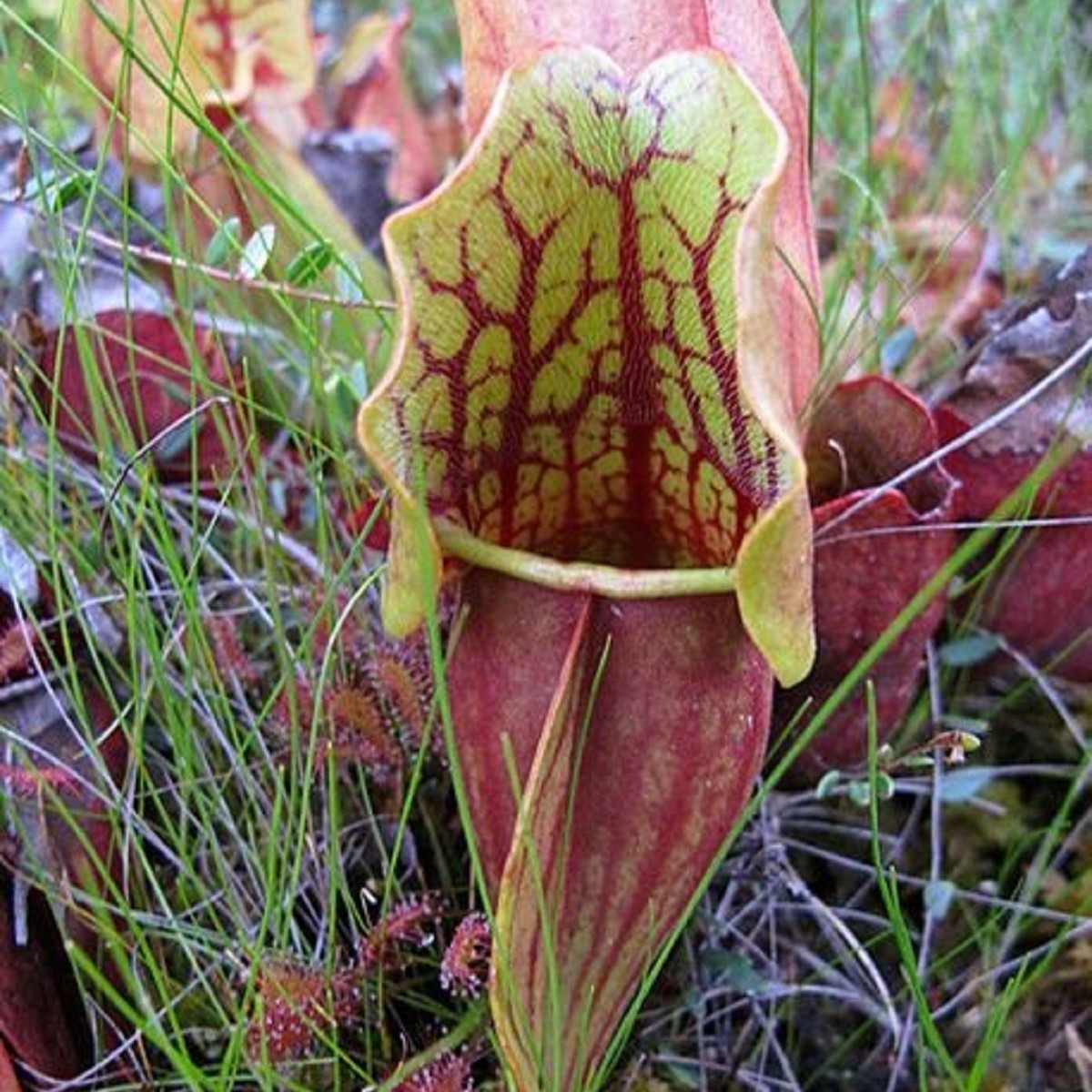 Špirlice nachová - Sarracenia purpurea - prodej semen - 8 ks
