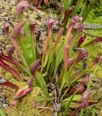 Špirlice červená - Sarracenia rubra - prodej semen - 8 ks