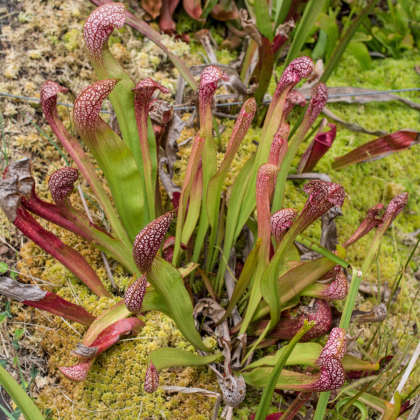 Špirlice červená - Sarracenia rubra - prodej semen - 8 ks