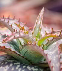 Aloe - Aloe branddraaiensis - prodej semen - 6 ks