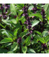 Bazalka pravá Spice - Ocimum basilicum Spice - prodej semen - 30 ks