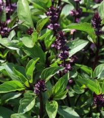 Bazalka pravá Spice - Ocimum basilicum Spice - prodej semen - 30 ks