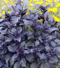 Bazalka červená Chianti - Ocimum basilikum - prodej semen - 130 ks