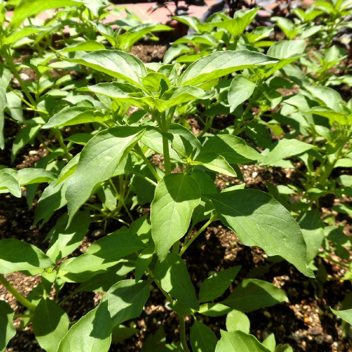 Bazalka Lime - Ocimum basilicum - prodej semen - 200 ks