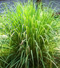 Citronová tráva - Cymbopogon citratus - prodej semen - 20 ks