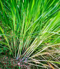 Citronová tráva - Voňatka - Cymbopogon flexuosus - prodej semen - 0,1 g