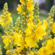 Divizna velkokvětá - Verbascum densiflorum - prodej semen - 300 ks