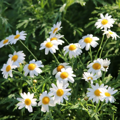 Heřmánek římský - Chamaemelum nobile - prodej semen - 500 ks