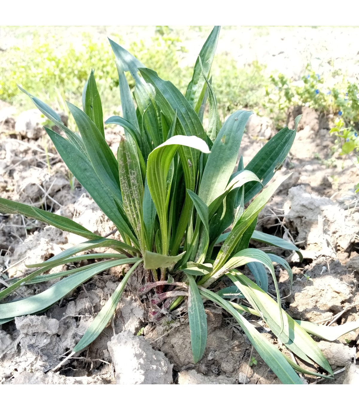 Jitrocel indický - Plantago psyllium - prodej semen - 40 ks