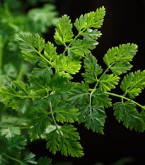 BIO Kerblík setý Fijne Krul - Anthriscus cerefolium crispum - prodej bio semen - 400 ks