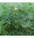 BIO Kopr vonný Hera - Anethum graveolens - prodej bio semen - 1 g
