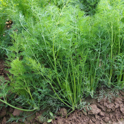 BIO Kopr vonný - Anethum graveolens - prodej bio semen - 300 ks