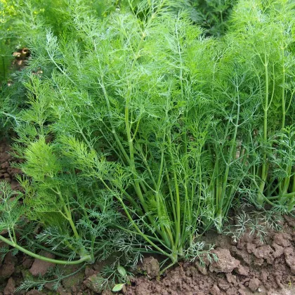 BIO Kopr vonný - Anethum graveolens - prodej bio semen - 300 ks
