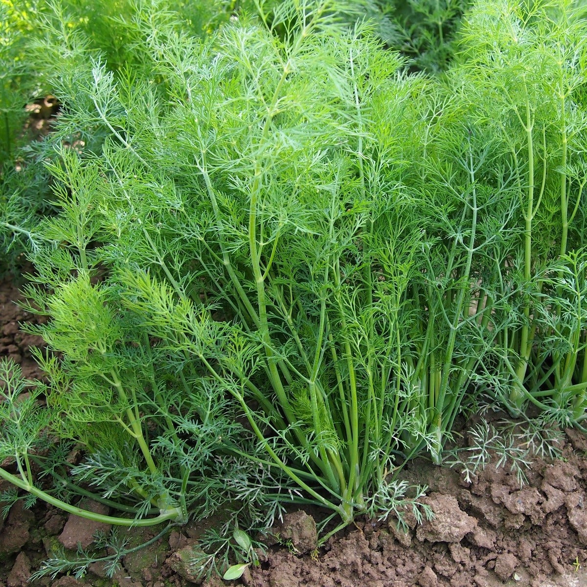 BIO Kopr vonný - Anethum graveolens - prodej bio semen - 300 ks