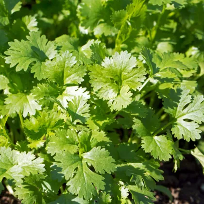 Koriandr setý - Coriandrum sativum - prodej semen - 100 ks