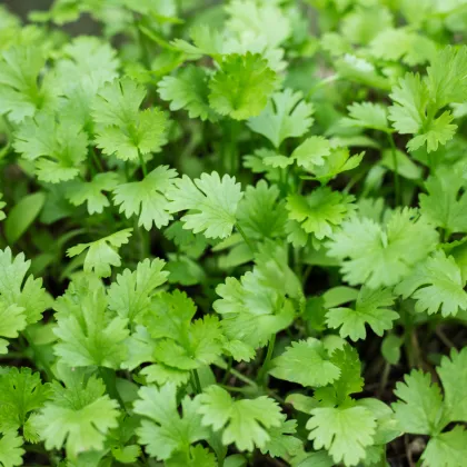 Koriandr Caribe - Coriandrum sativum - prodej semen - 50 ks