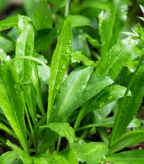 Koriandr mexický - Eryngium foetidum - prodej semen - 50 ks