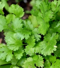 Koriandr setý Cadiz - Coriandrum sativum - prodej semen - 100 ks