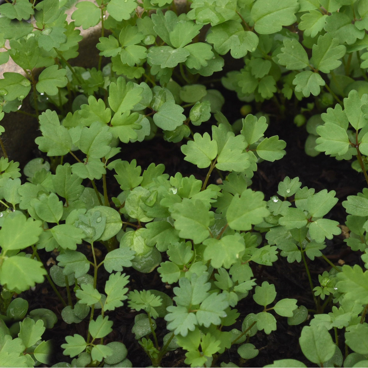 Krvavec menší - Sanguisorba minor - prodej semen - 8 ks