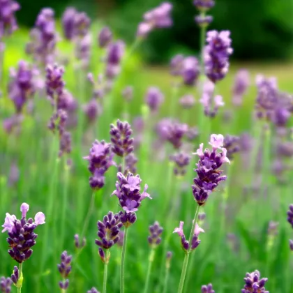 Levandule Vera - Lavandula angustifolia - prodej semen - 0,02 g