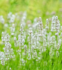 Levandule lékařská Ellegance Snow - Lavandula angustifolia - prodej semen - 15 ks